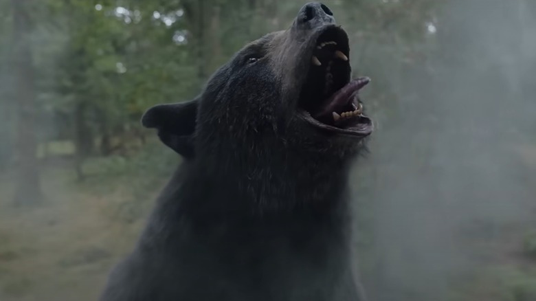 Bear licking cocaine in air