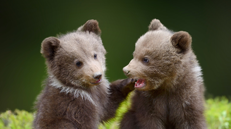 Two bear cubs playing