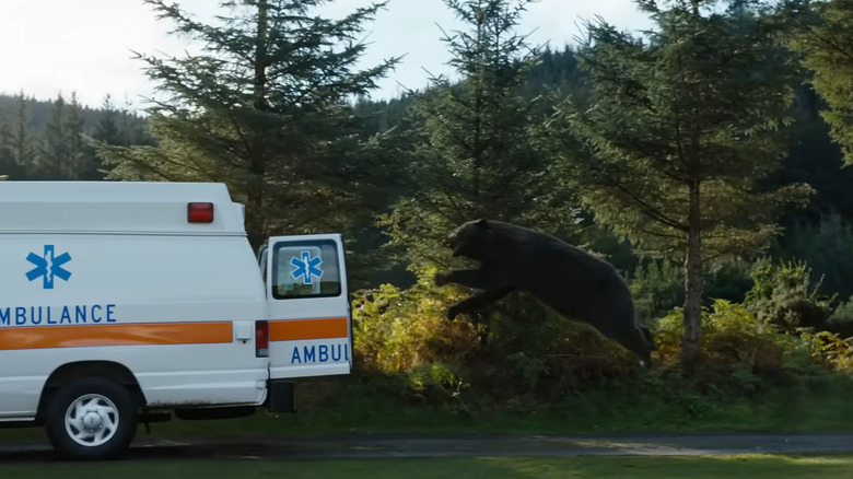 The bear jumps into the ambulance