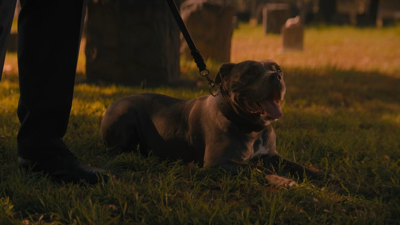 John Wick's pitbull at the cemetery