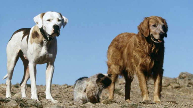 Shadow, Chance, and Sassy standing on a cliff