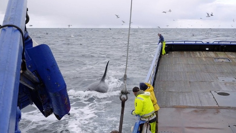 Northwestern crew watching orca next to ship