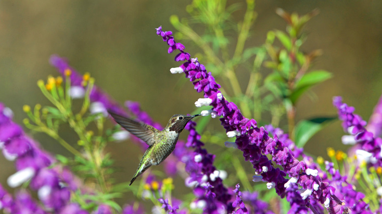 Sage blossoms 