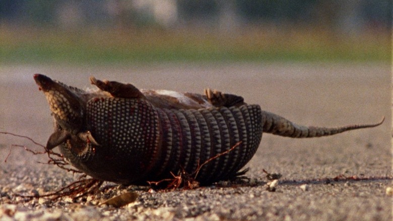 Dead armadillo