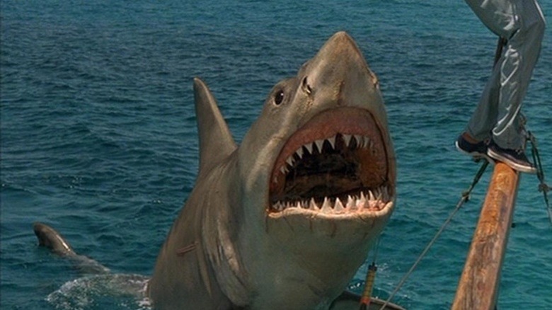 The Shark in "Jaws: The Revenge"