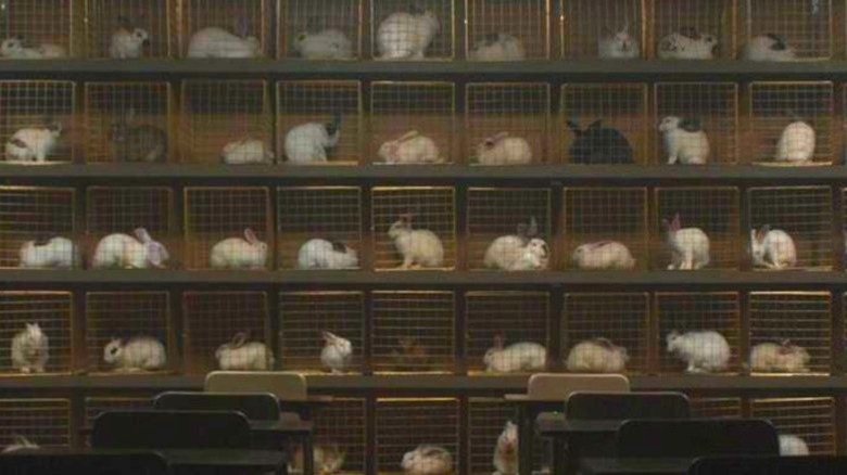 Bunnies trapped in cages in Us