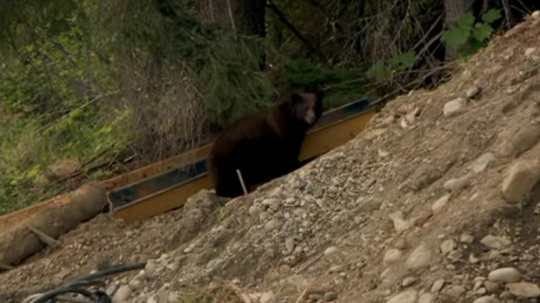 A bear lurks around camp