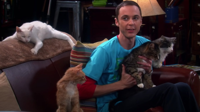 Sheldon and his cats 