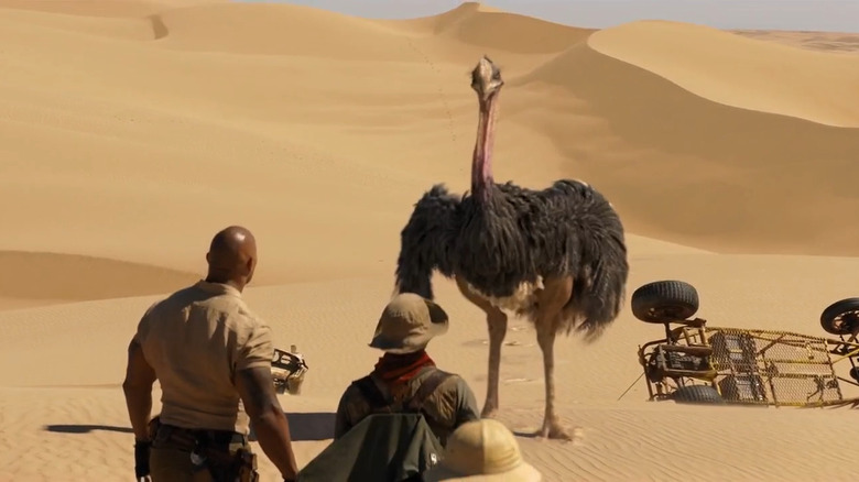 The ostriches attack