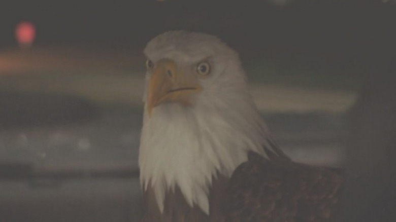 Eagly in backseat of car