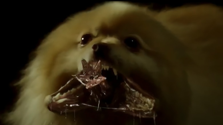 Pomerarian shows its fangs