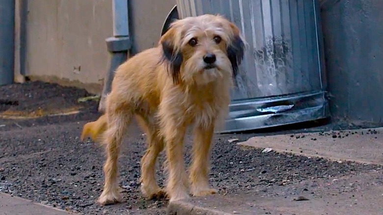 Tiny cute dog in the street