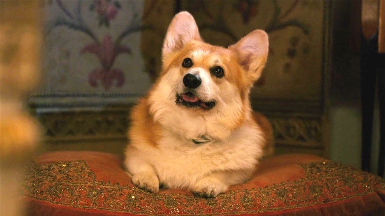 Corgi dog on pillow Bridgerton