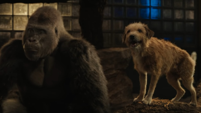 A dog stands next to a gorilla