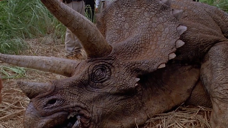 A sick Triceratops in Jurassic Park