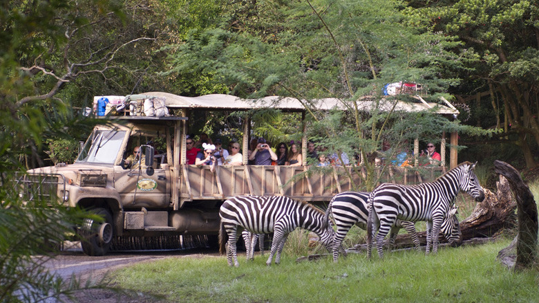 zebras on safari