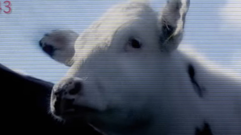 Cow in one of the promotional trailers created for the districts for Catching Fire press