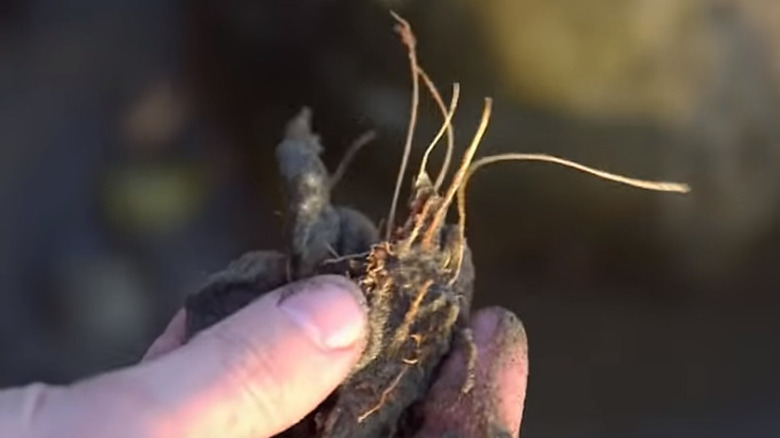 Coconut fibers found in the Oak Island swamp