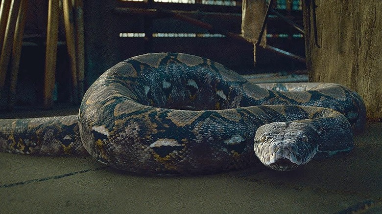 Nagini Harry Potter