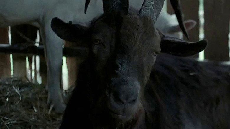 Black goat