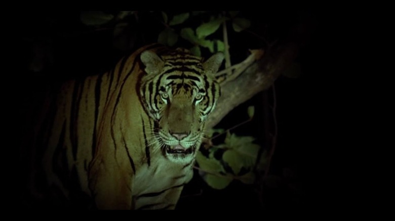 a tiger in the jungle at night