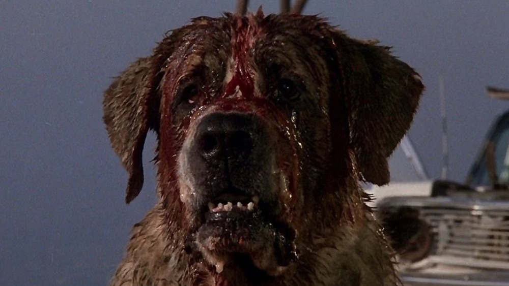 Cujo movie, Saint Bernard with blood on muzzle