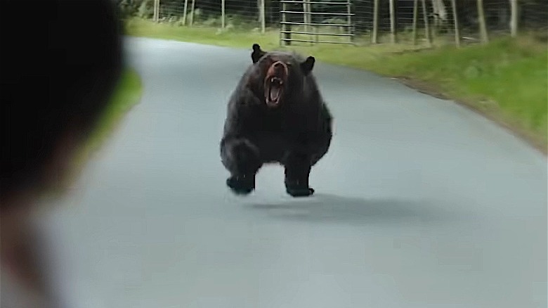 Cocaine bear runs full speed