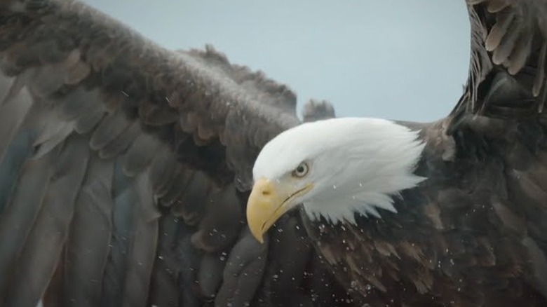 bald eagle swooping