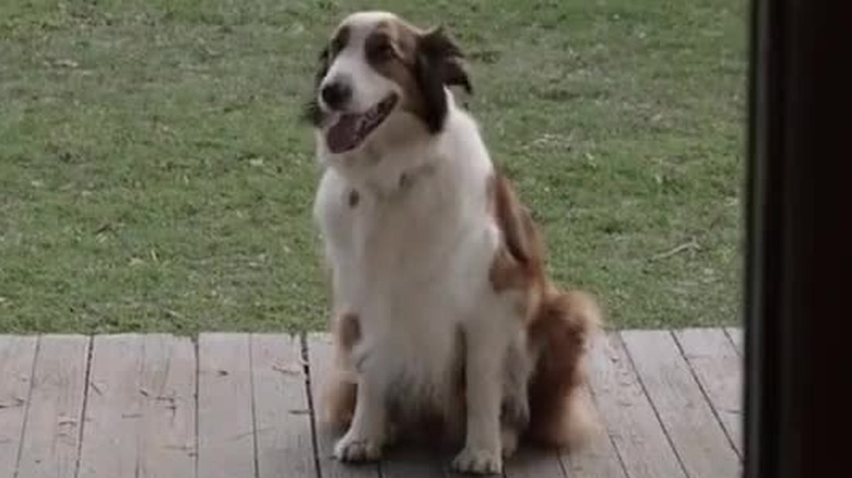 Sadie the dog in the film