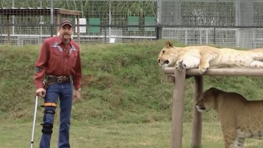 Joe Exotic and some big cats