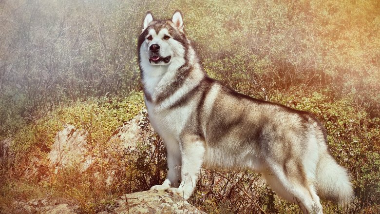 Alaskan malamute