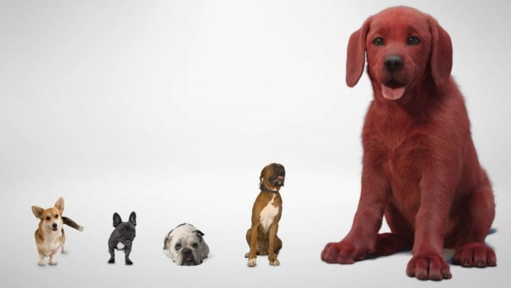 Clifford the Big Red Dog next to a bunch of other normal pups