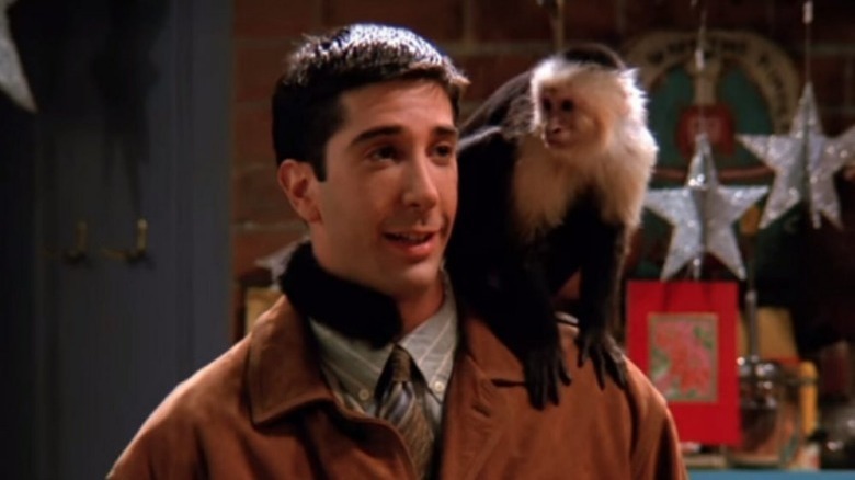 David Schwimmer and monkey/Friends