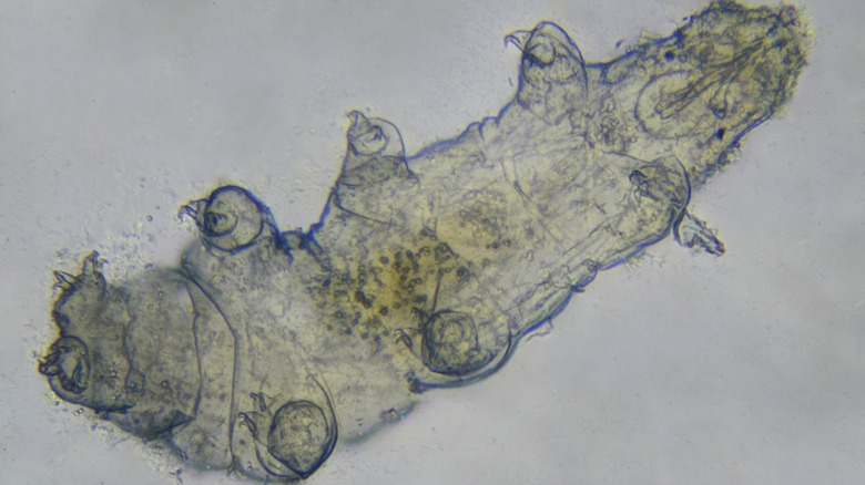 A Tardigrades floats