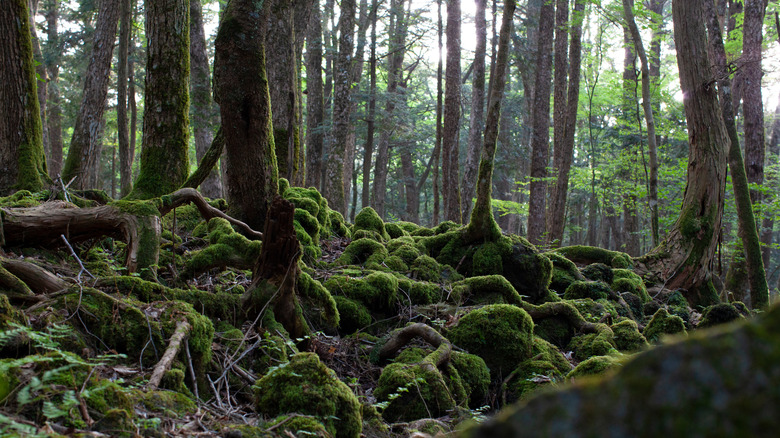 Trees and moss in Aokigahara forest