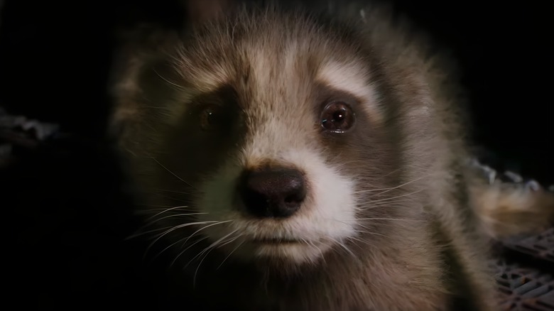 Baby Rocket Raccoon looking scared