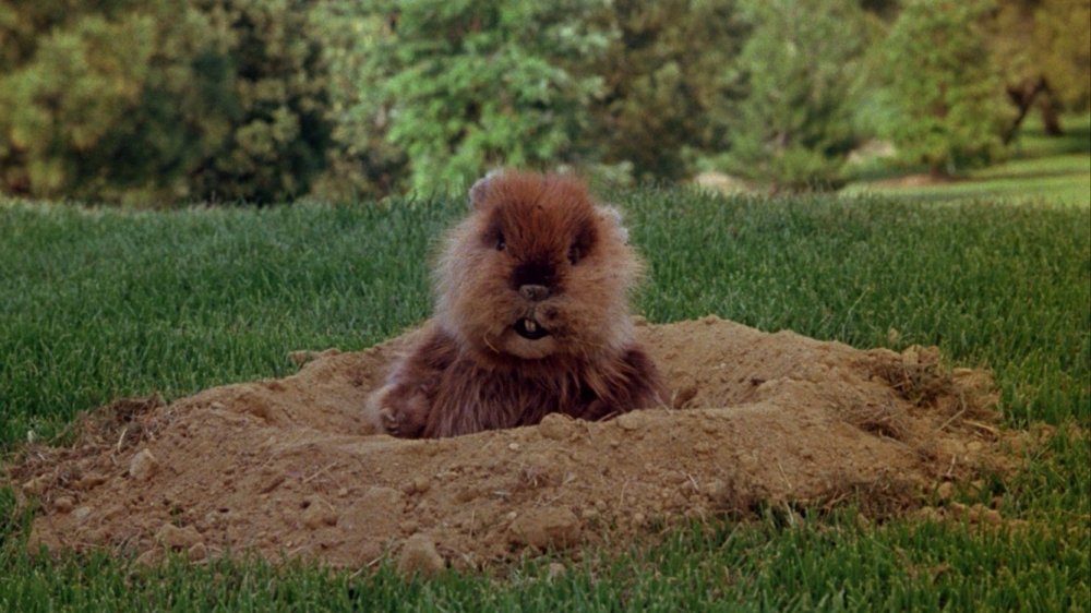 Caddyshack