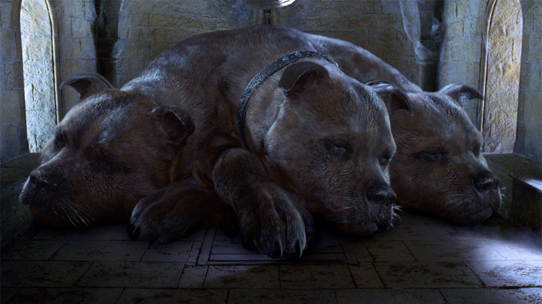 Fluffy the three headed dog in Harry Potter