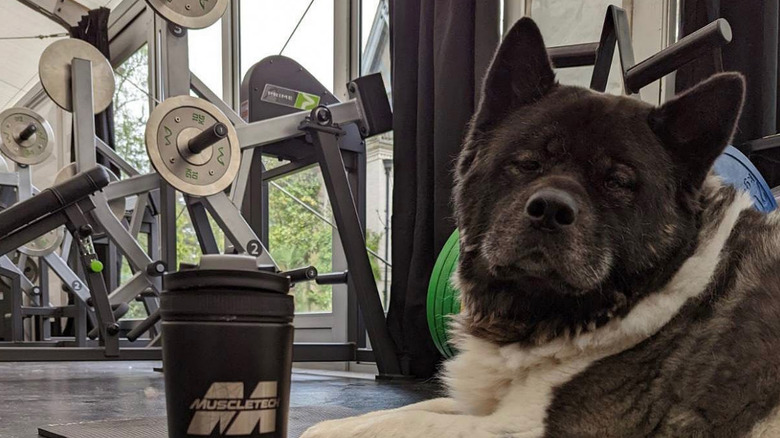 Henry Cavill's dog Kal hanging out in the gym