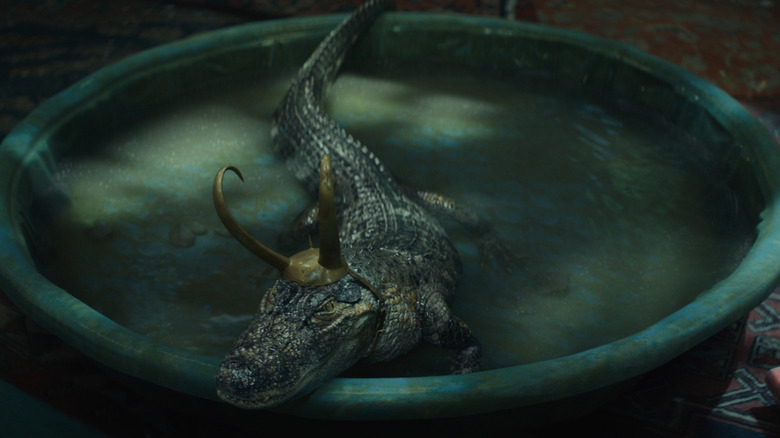 Alligator Loki in the pool