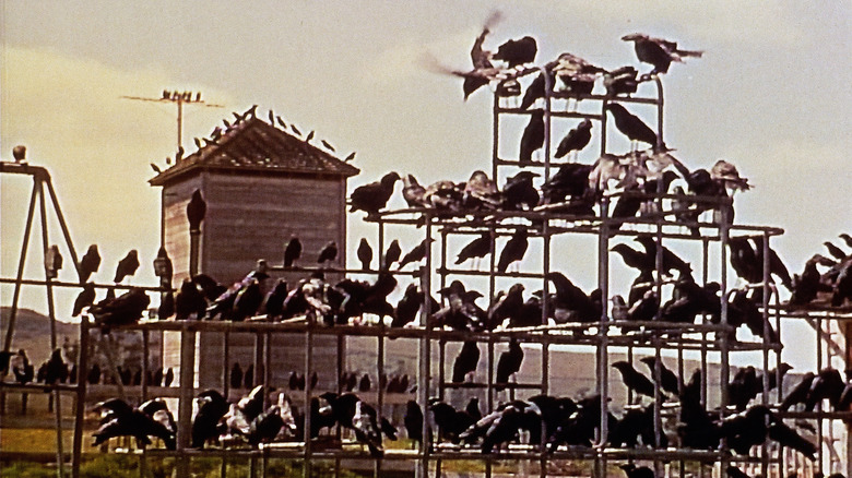 The birds gather in the schoolyard