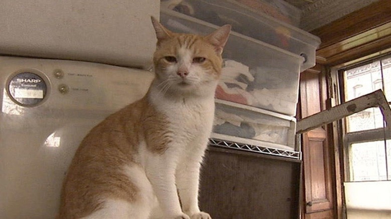 A cat sitting on a tumbledryer