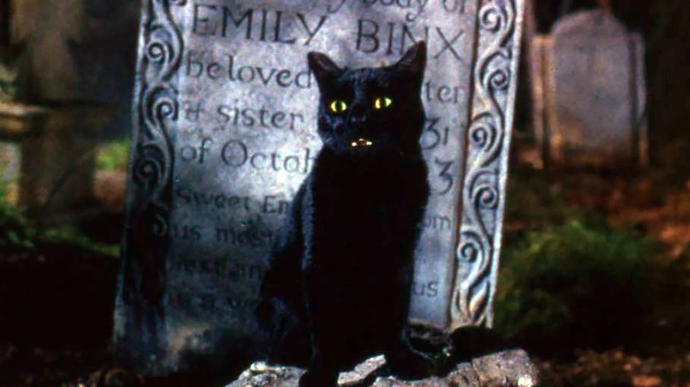 Black cat in "Hocus Pocus"