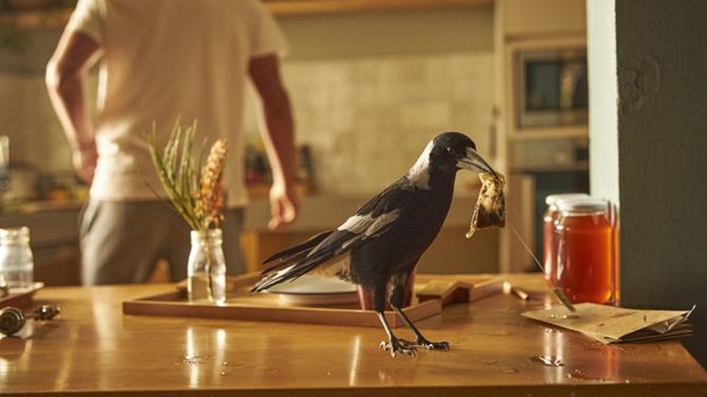 Penguin the magpie steals a teabag in Penguin Bloom