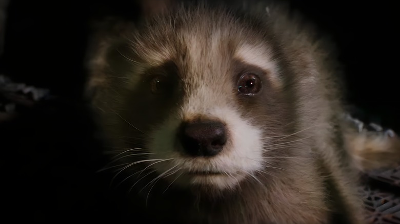 Baby Rocket Racoon sad