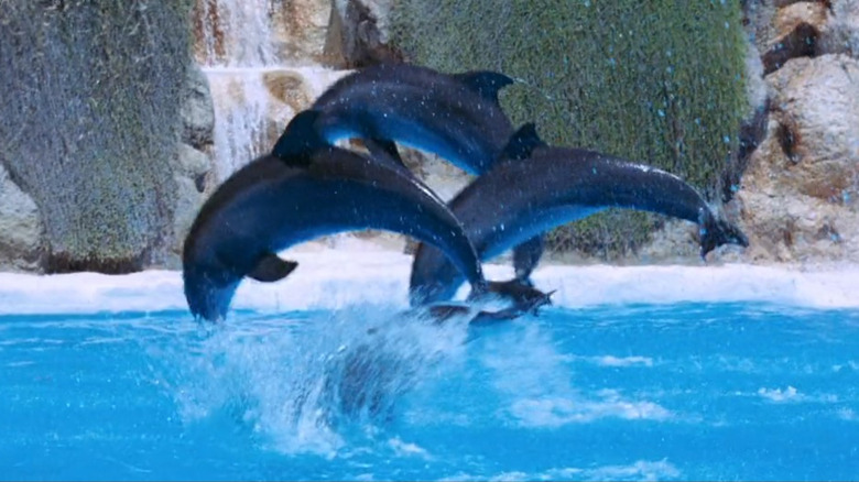 dolphins leap from the water