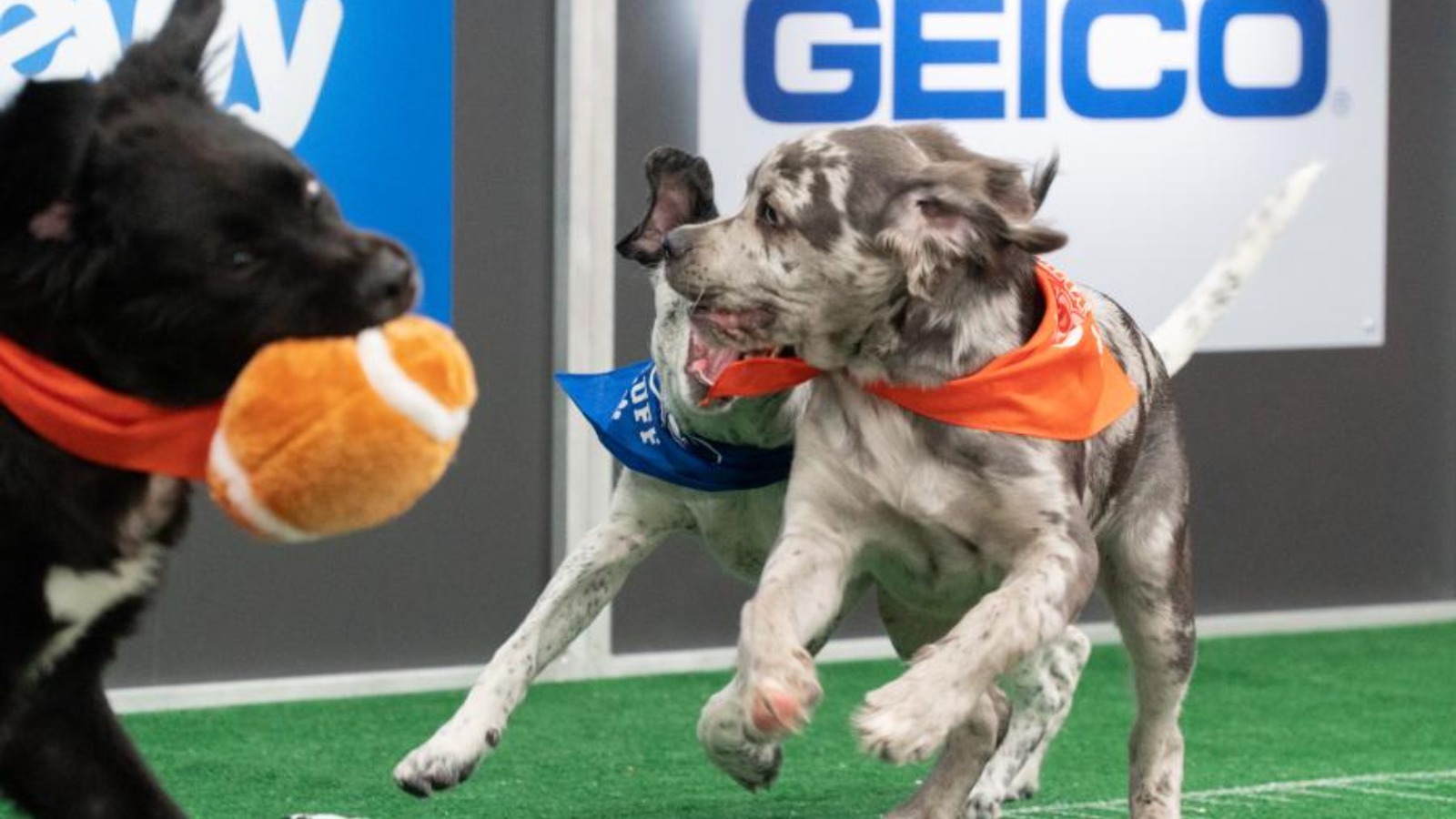 Where to Stream the Super Bowl LVII (2023): Puppy Bowl and Great