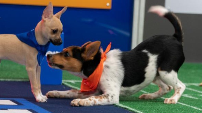 Puppies in the Puppy Bowl