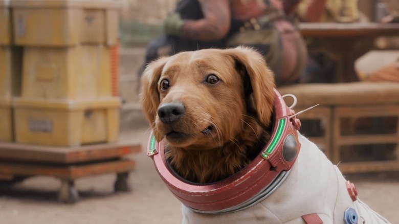 Cosmo the Spacedog looking worried