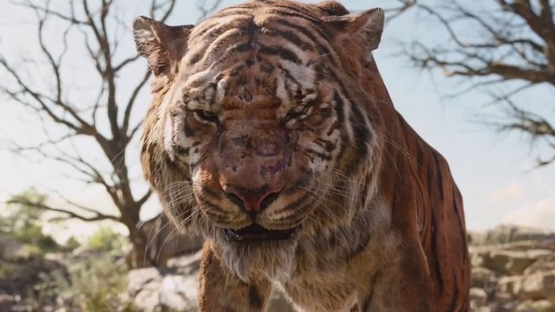 Shere Khan threatens animals